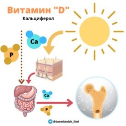 Vitamin «D» (kalsiferol)